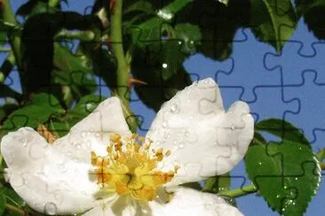 Flower jigsaw puzzle