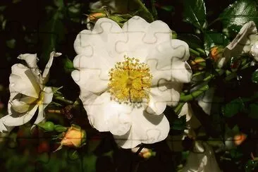 im Rosengarten jigsaw puzzle