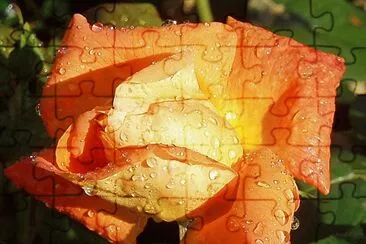 im Rosengarten