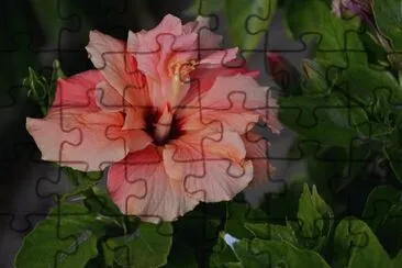 hibiskus jigsaw puzzle