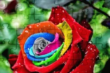 rosa colorida