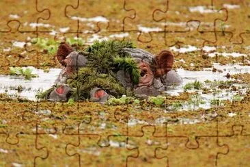 Hippo/Amboseli Natl. Park