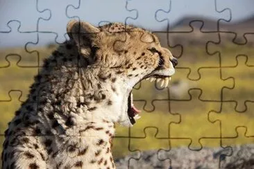 Cheetah/Amboseli Natl. Park jigsaw puzzle