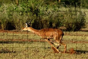 Antelope Running/Africa