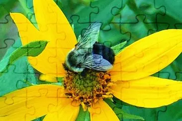 Bee on yellow flower1 jigsaw puzzle