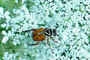 Beetle on Queen Anne 's Lace