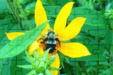 Bee on yellow flower2 jigsaw puzzle