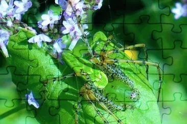 Green spider on green leaf jigsaw puzzle