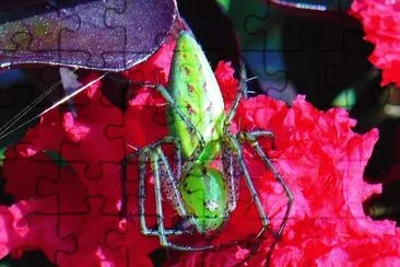 Green spider on crepe myrtle flower jigsaw puzzle