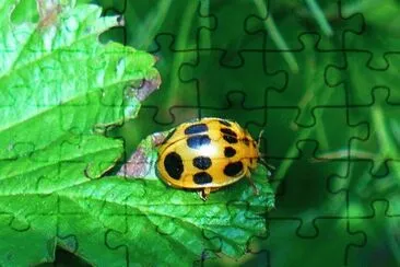 Ladybug1 jigsaw puzzle