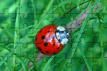 Ladybug2 jigsaw puzzle