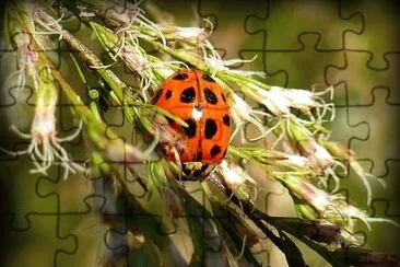 Ladybug3 jigsaw puzzle