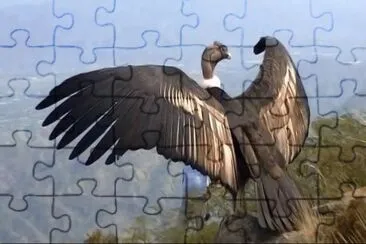 CONDOR jigsaw puzzle