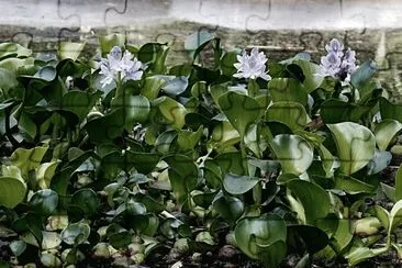plantas acuaticas
