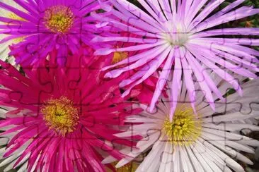פאזל של flower5