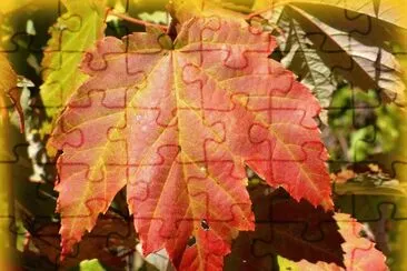 Maple leaves1 jigsaw puzzle