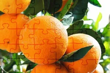 frutos