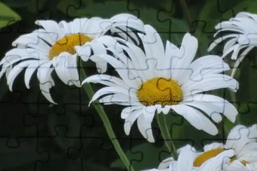 daisy