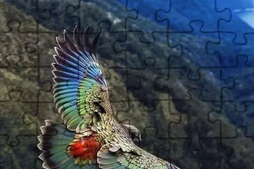 Pajarraco