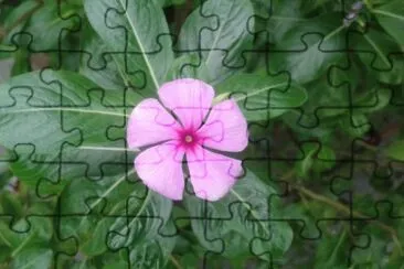 flower jigsaw puzzle