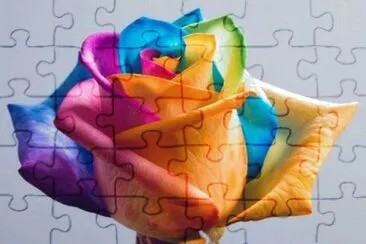 rosa de colores jigsaw puzzle