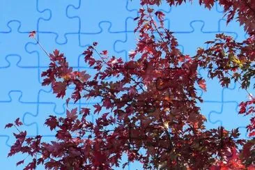 Red maple leaves2 jigsaw puzzle