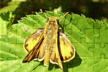 Moth jigsaw puzzle