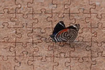 Borboleta na areia jigsaw puzzle