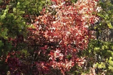Little red maple1