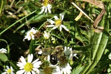 Bee on small daisy1 jigsaw puzzle