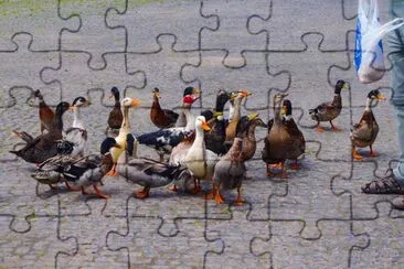 acores jigsaw puzzle