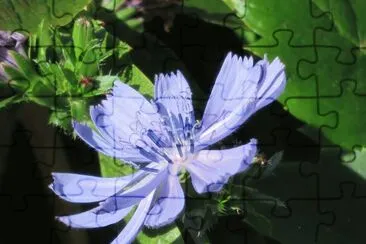 cicoria jigsaw puzzle