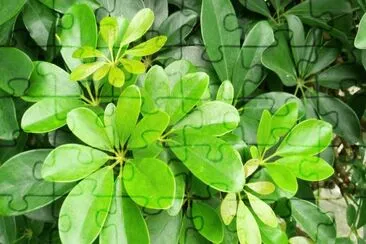 leaf jigsaw puzzle
