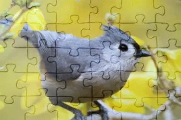 ave silvestre jigsaw puzzle