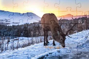 Stag snow sunset Scotland jigsaw puzzle