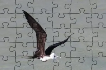 Fragata, Tesourão Grande ou Pirata