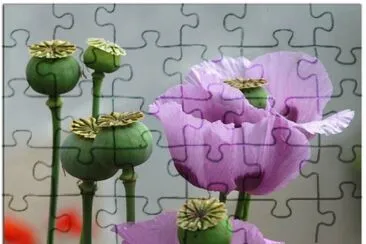natura jigsaw puzzle
