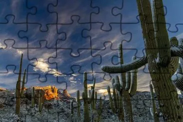 Cactus