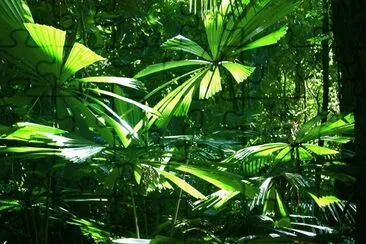 forest