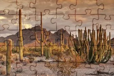 Desert