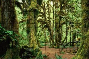 forest