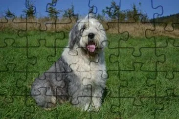 Pastore bobtail jigsaw puzzle