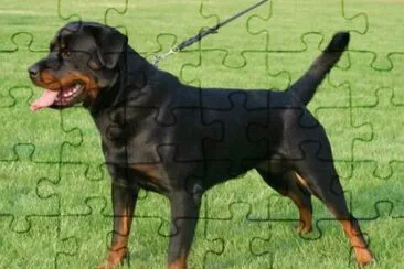 Pastore rottweiler