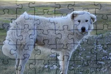 Pastore maremmano abruzzese jigsaw puzzle