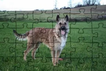 Pastore belga laekenois jigsaw puzzle