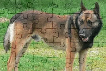 פאזל של Pastore belga malinois
