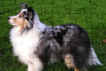 Pastore delle shetland jigsaw puzzle