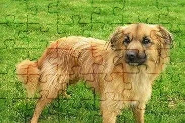 Pastore dei pirenei a faccia rasa jigsaw puzzle