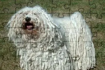 Pastore puli bianco