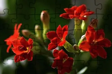 imagem jigsaw puzzle